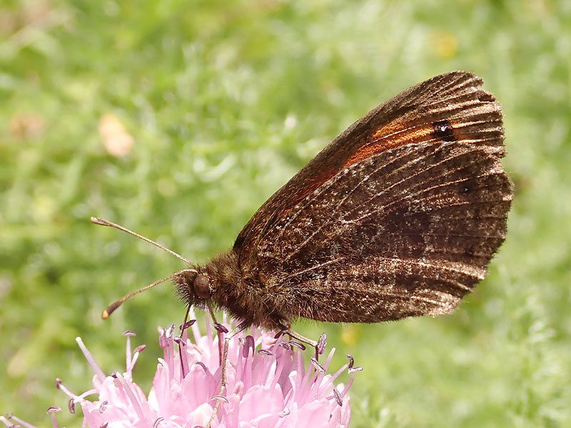 Erebia da determinare: Erebia montana